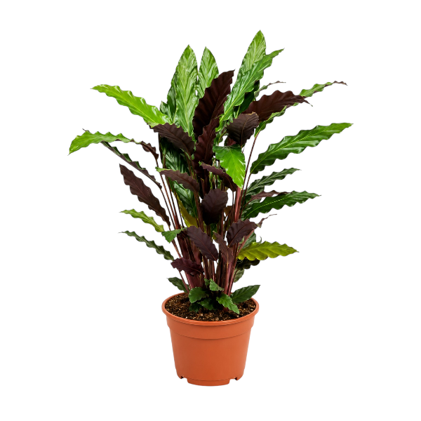 Calathea Rufibarba 'P19
