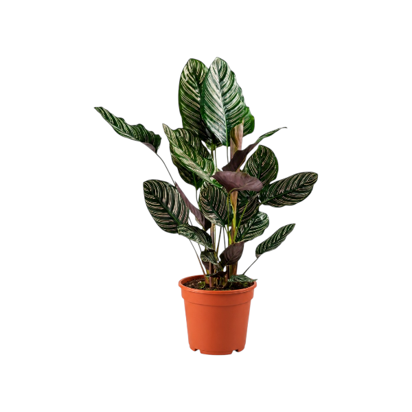 Calathea sanderiana