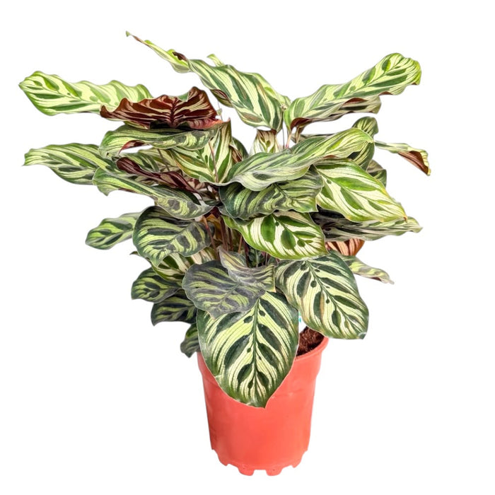 Calathea makoyana