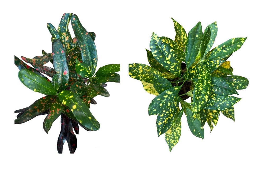 Codiaeum Variegated Mixed