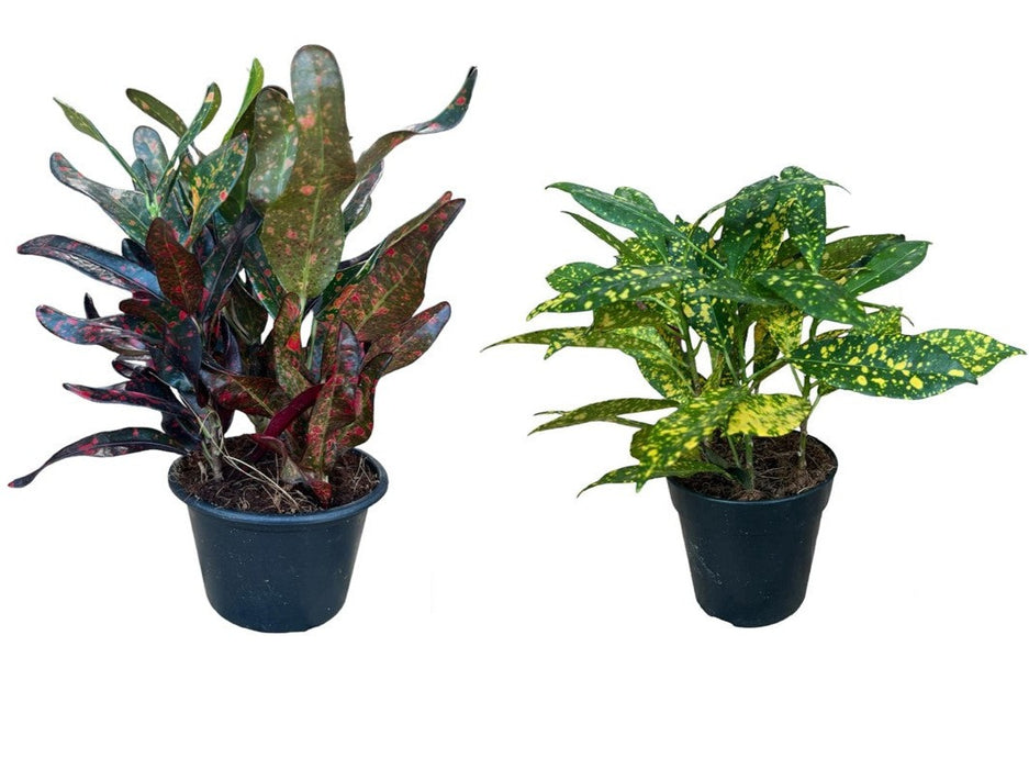 Codiaeum Variegated Mixed