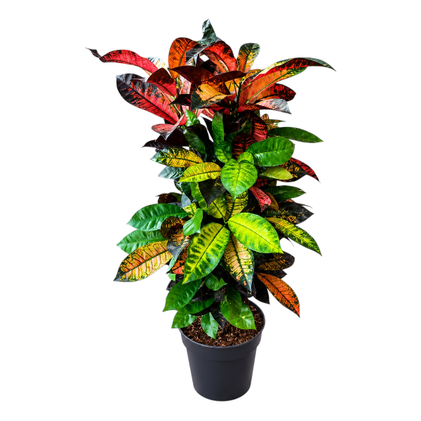 Codiaeum iceton branched
