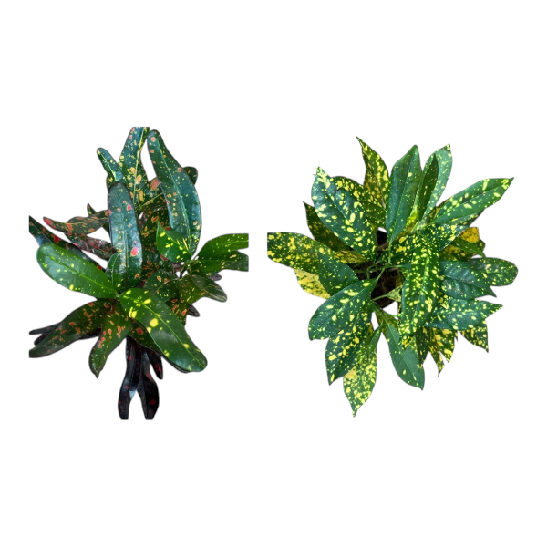 Codiaeum Variegated Mix
