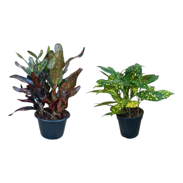 Codiaeum Variegated Mix