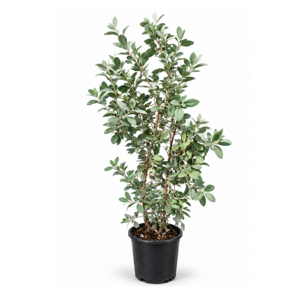 Conocarpus erectus H120