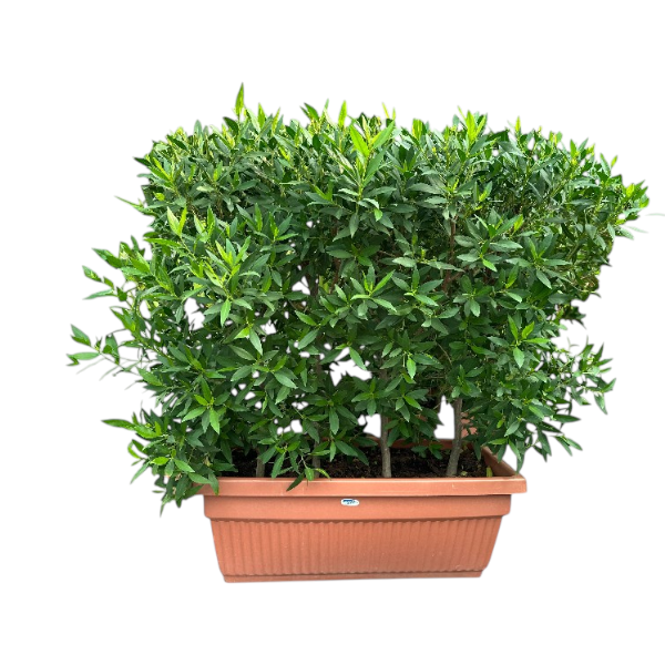 Potted Conocarpus Erectus