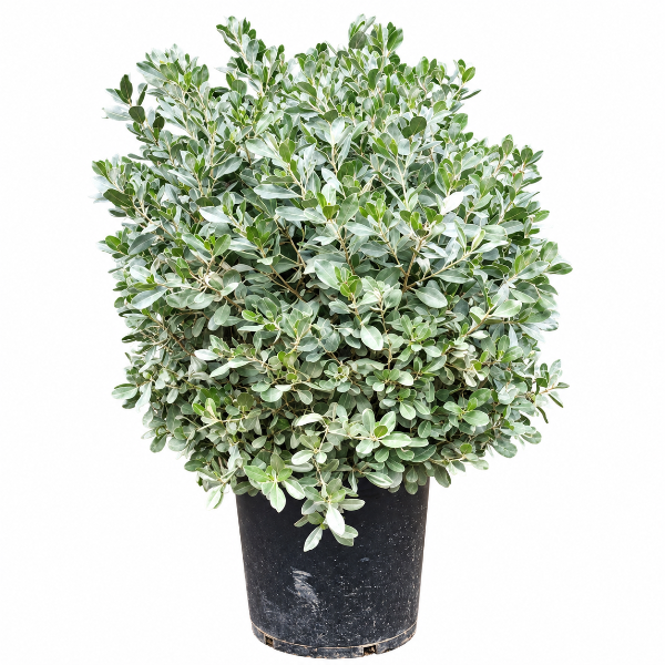 Conocarpus Silver ball H120cm كرة فضية من نبات الكونوكاربوس، ارتفاعها 120 سم