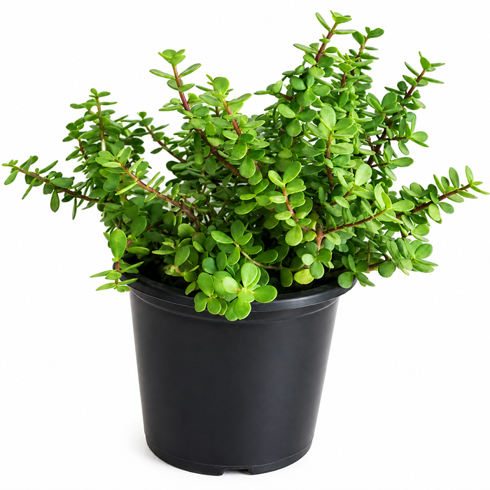 Crassula