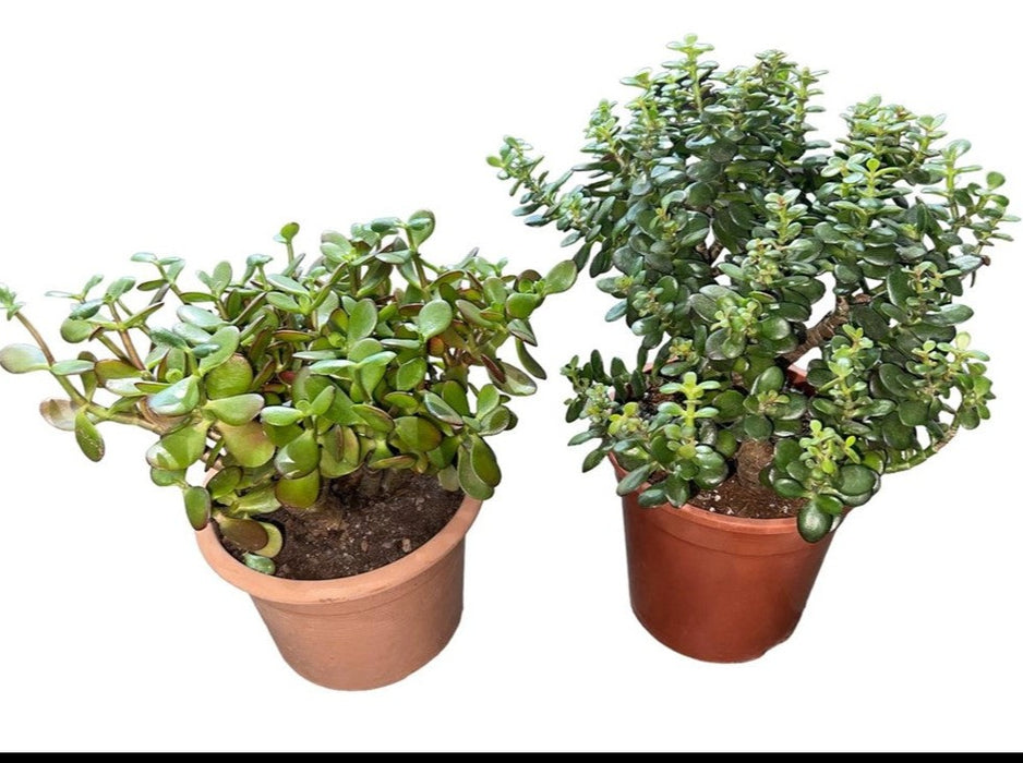 Crassula Ovata or Minor 25-30cm