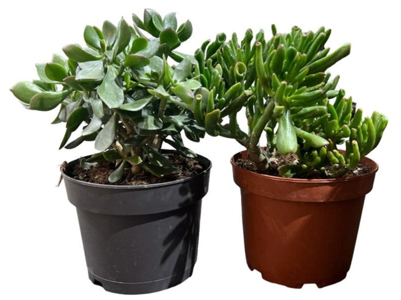 Crassula Ovata or Minor 25-30cm