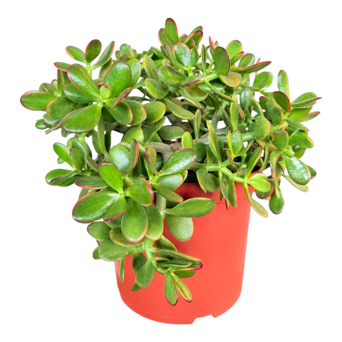 Crassula Ovata Sunset 45-50cm