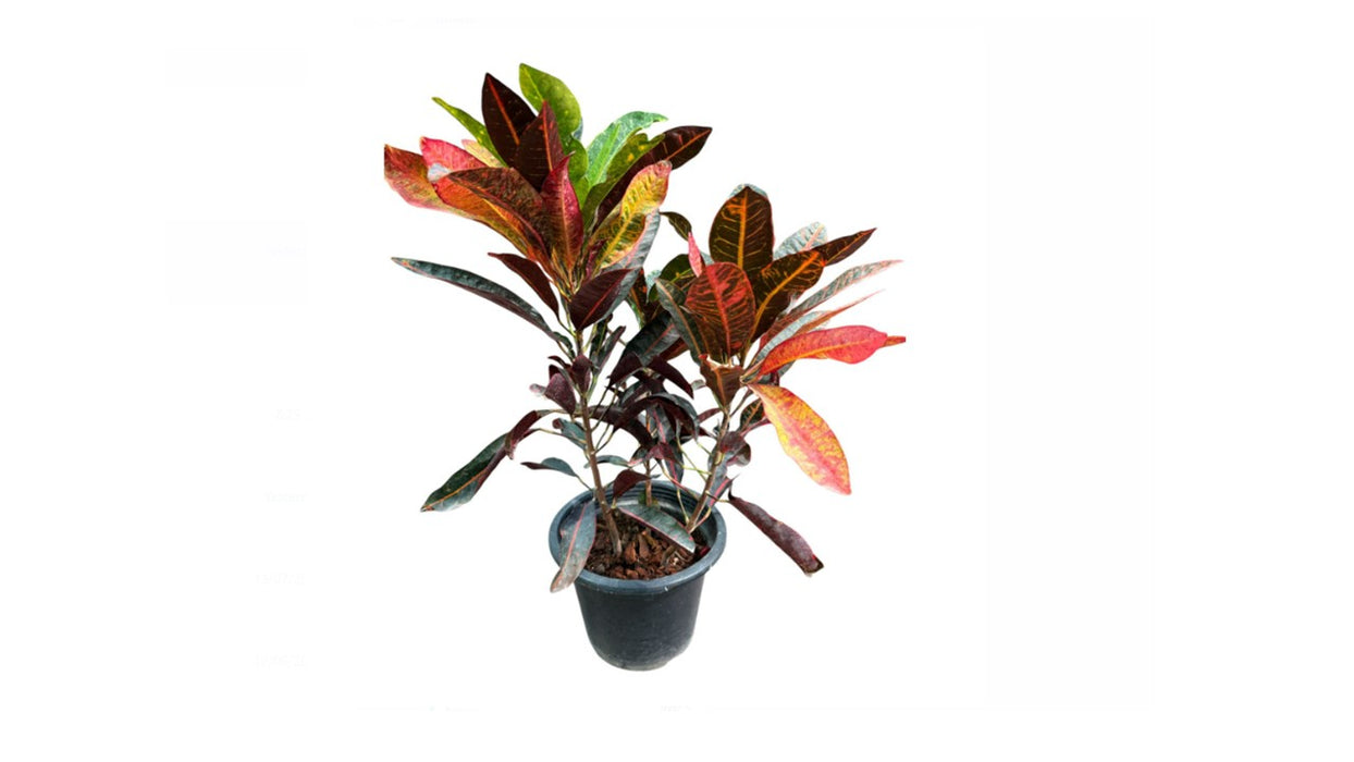 Croton Petra 8L