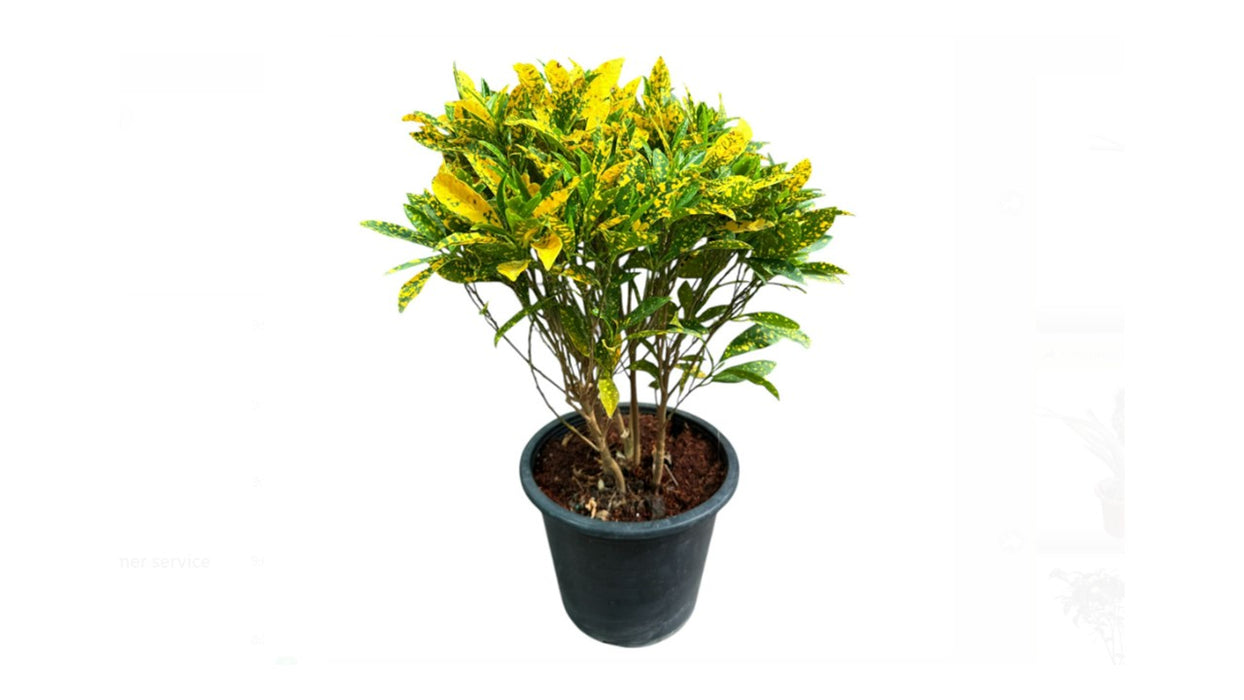 Croton Petra 8L