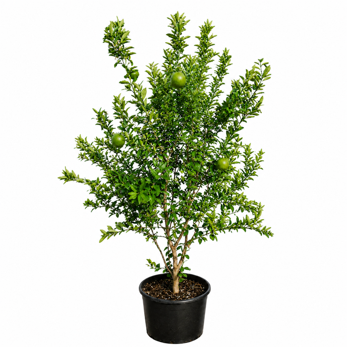 Citrus Binzaheer 'P30L