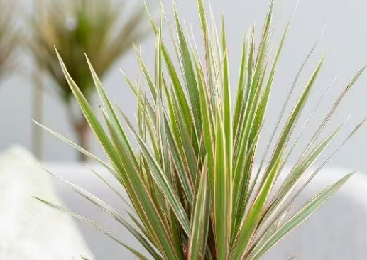 Dracaena Marginata Bicolor