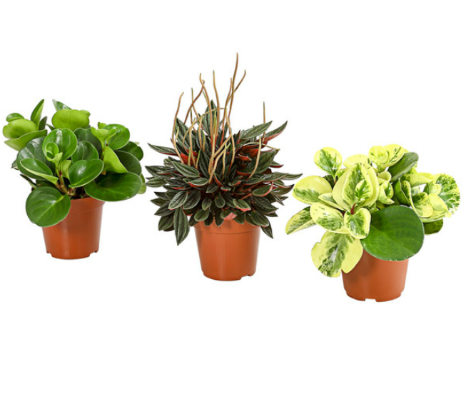 Peperomia - Mixed Variety