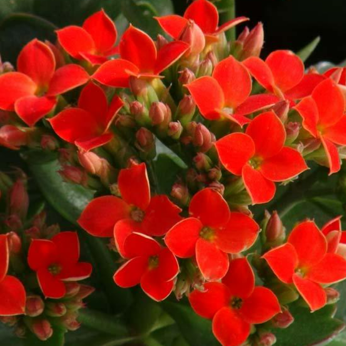 Kalanchoe - Mixed Colour