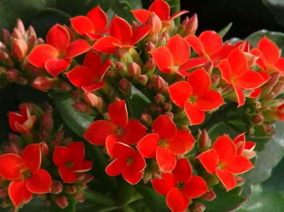 Kalanchoe - Mixed Colour