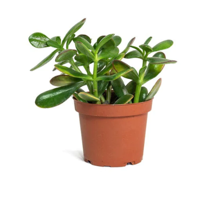 Crassula Ovata 'P17