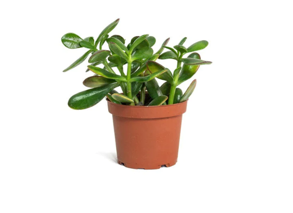 Crassula Ovata or Minor 25-30cm