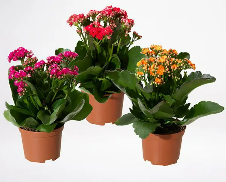 Kalanchoe - Mixed Colour