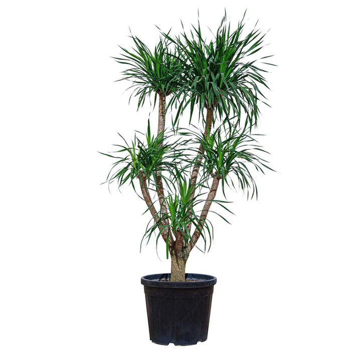 Dracaena Draco Multihead