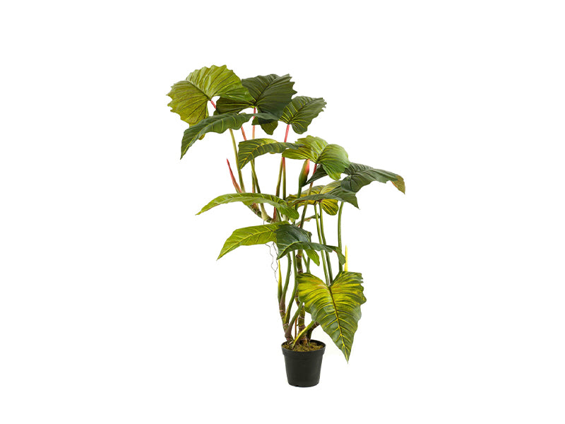 Artificial Colocasia H175cm