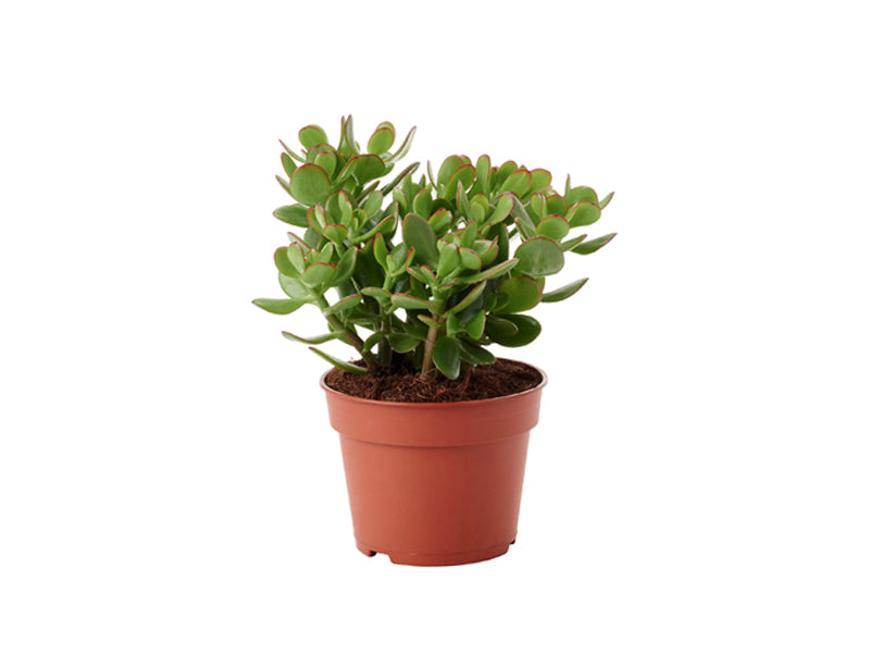 Crassula Ovata or Minor 25-30cm