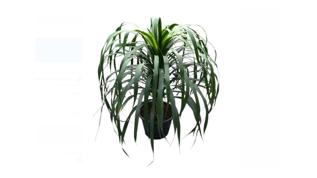 Dracaena Draco 1pp 'P8