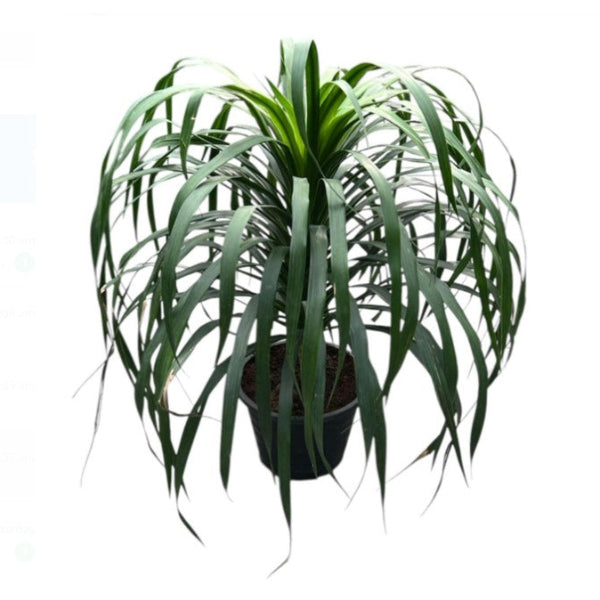 Dracaena Draco 1pp 'P8