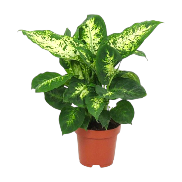 Dieffenbachia Compacta