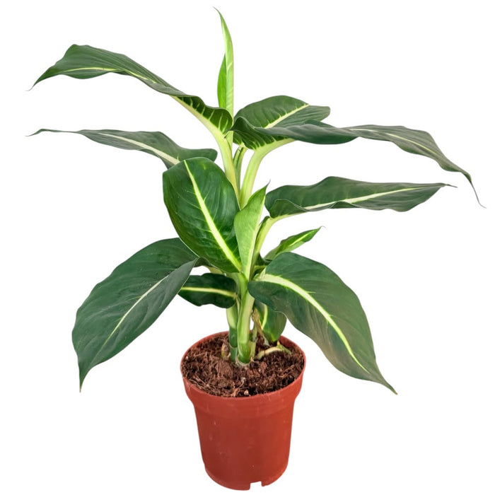Dieffenbachia green magic