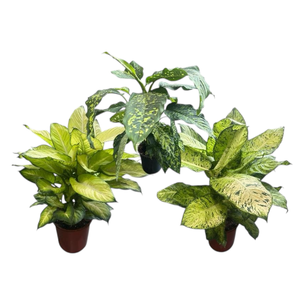 Dieffenbachia mix
