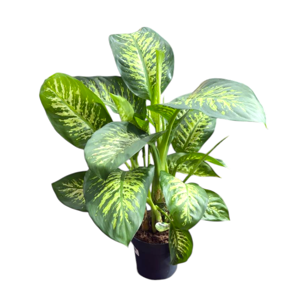 Dieffenbachia Maroba