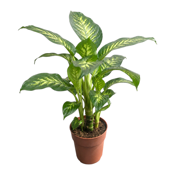Dieffenbachia seguine 'Tropic Snow'