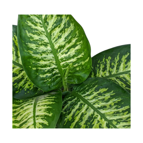 Dieffenbachia seguine 'Tropic Snow'