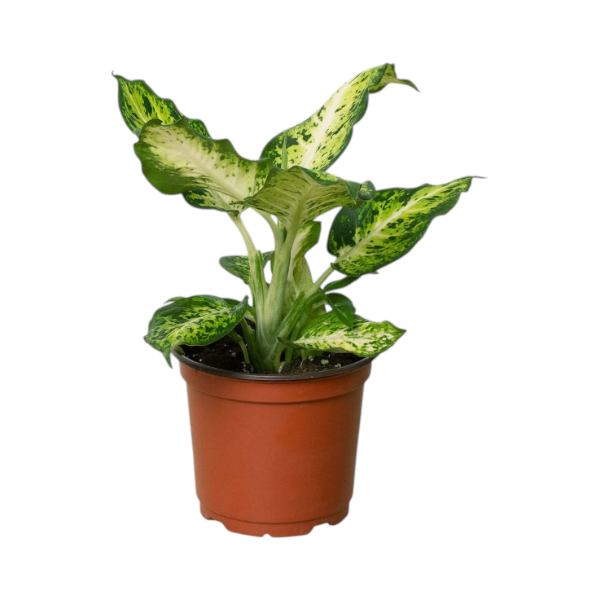 Dieffenbachia Amy