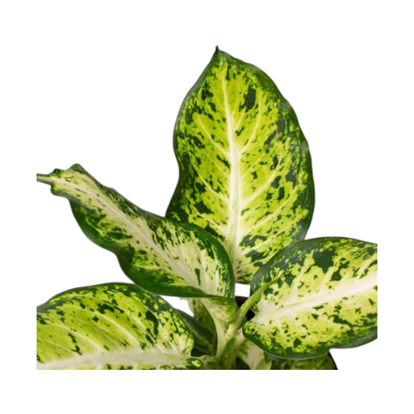 Dieffenbachia Amy