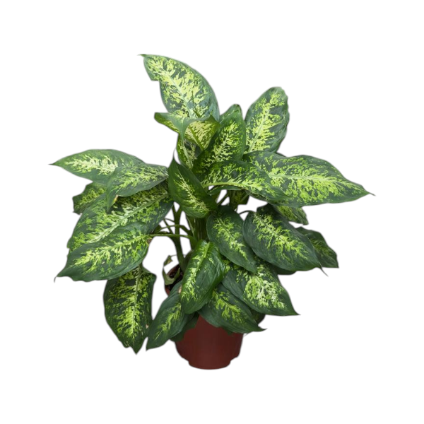 Dieffenbachia compacta