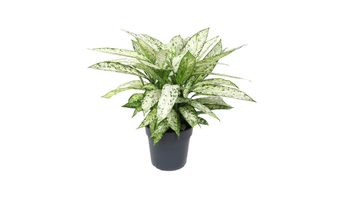 Dieffenbachia Vesuvius