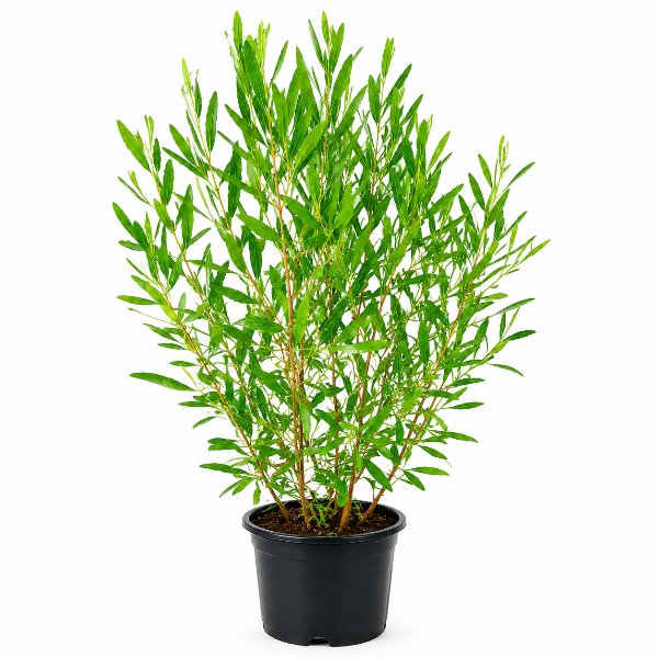 Dodonaea Viscosa