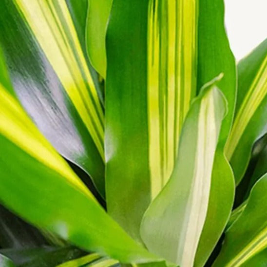Dracaena Lemon Lime 3pp 'P21