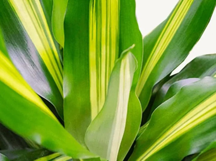 Dracaena Cintho 'Branched L0 x W0 x H150