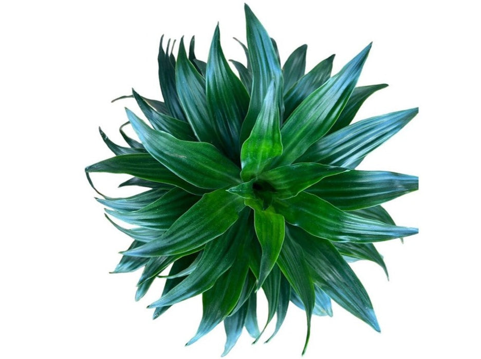 Dracaena Compacta 4pp