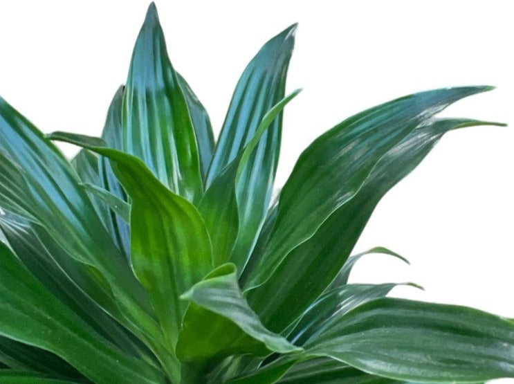 Dracaena Compacta 4pp