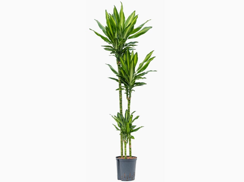 Dracaena Cintho 'Branched L0 x W0 x H150