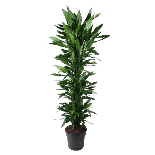 Dracaena fr. der. janet lind branched