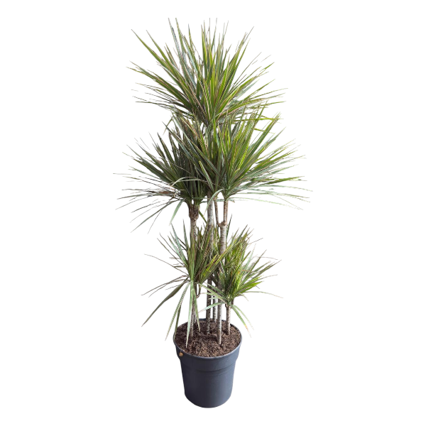 Dracaena Marginata 'Magenta' 6pp