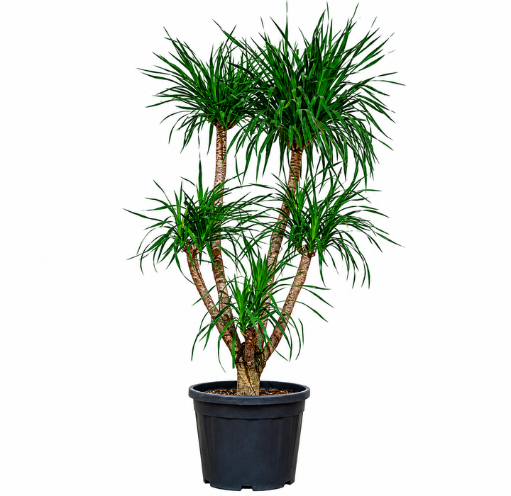 Dracaena Draco Multihead '180