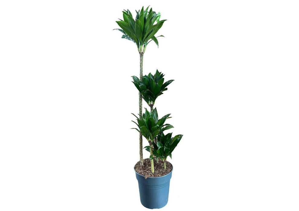 Dracaena Compacta 4pp